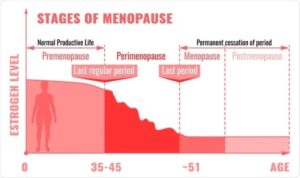 Oestrogen levels during menopause. Menopause Flu